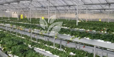 HINDUSTAN AGRI BUSINESS PVT.LTD PRODUCTS (11)