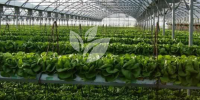 HINDUSTAN AGRI BUSINESS PVT.LTD PRODUCTS (12)